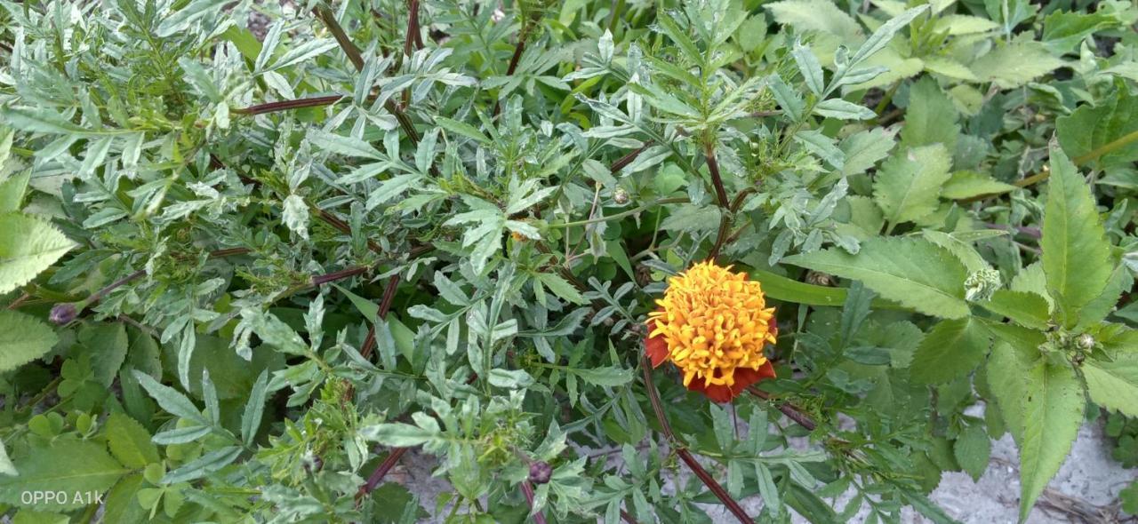 Evergreen Home Stay Almora Exteriör bild
