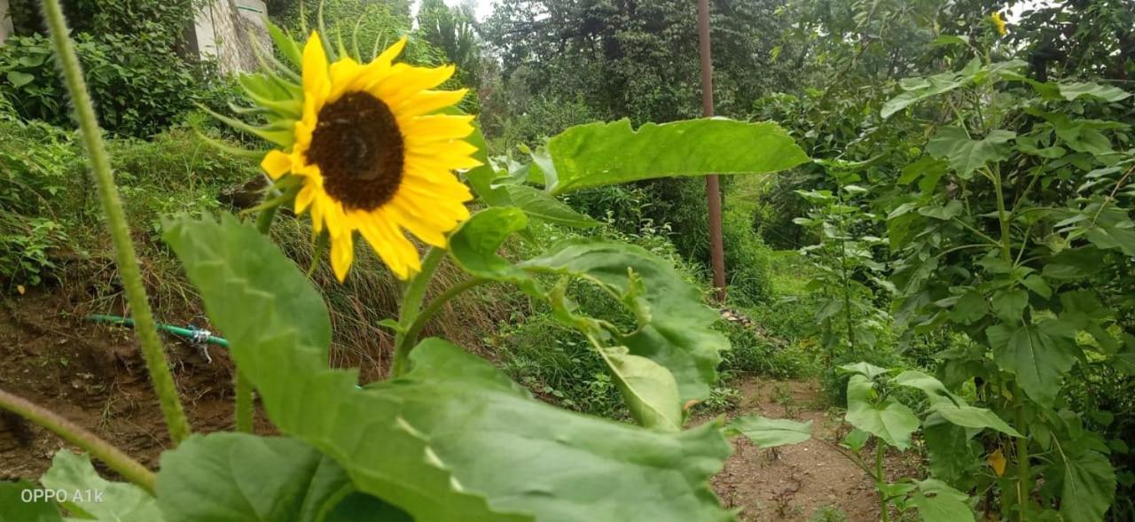 Evergreen Home Stay Almora Exteriör bild