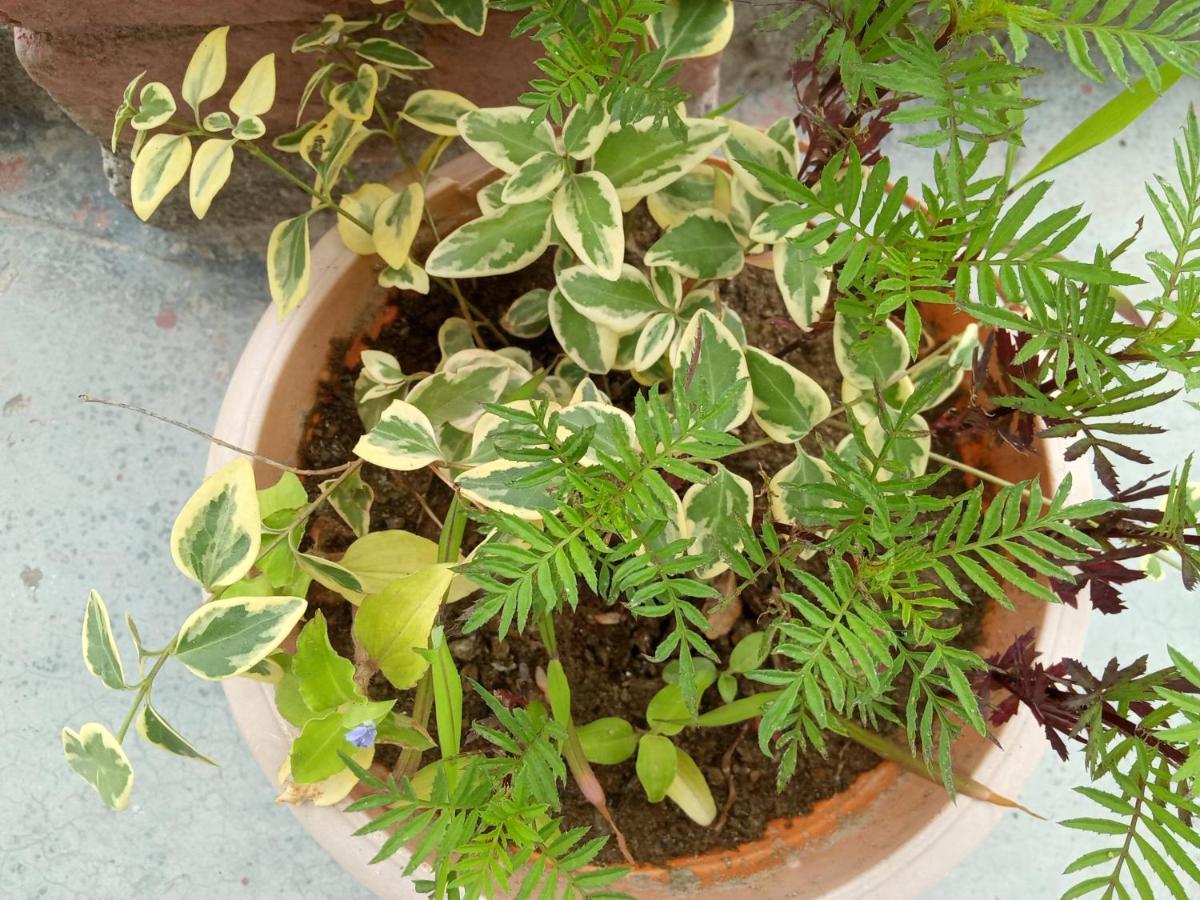 Evergreen Home Stay Almora Exteriör bild